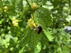 Bombus pascuorum