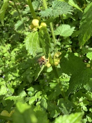 Bombus pascuorum