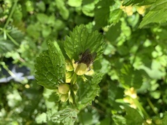 Bombus pascuorum