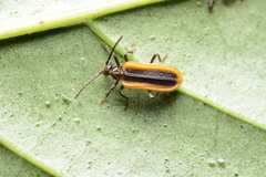 Ischalia arisana