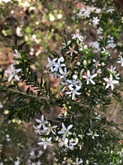 Philotheca difformis smithiana