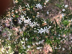 Philotheca difformis smithiana