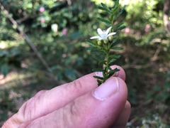 Philotheca difformis smithiana