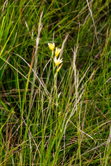 Hesperantha lactea