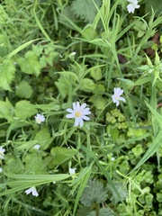 Rabelera holostea