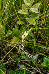 Hesperantha lactea