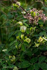 Macrotyloma axillare axillare