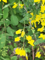 Cytisophyllum sessilifolium