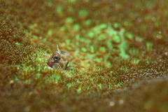 Laiphognathus longispinis