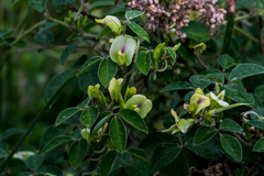 Macrotyloma axillare axillare