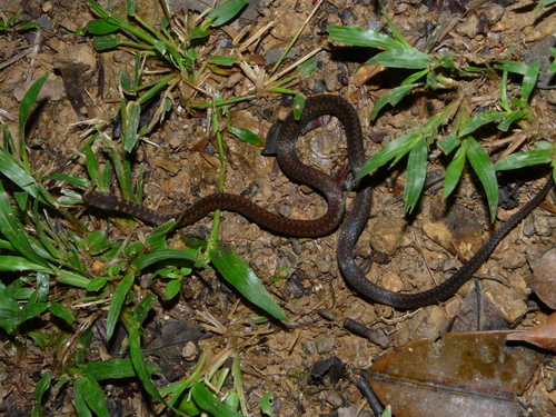 Taeniophallus nicagus