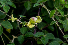 Macrotyloma axillare axillare