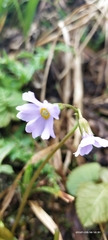 Primula tanneri