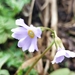 Primula tanneri - Photo (c) Rinzin Dorji,  זכויות יוצרים חלקיות (CC BY-NC), הועלה על ידי Rinzin Dorji