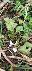 Primula tanneri