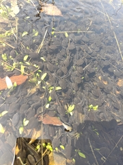 Bufo gargarizans