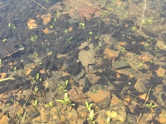 Bufo gargarizans