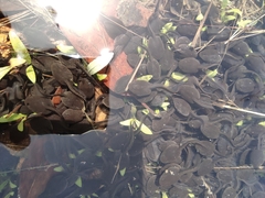 Bufo gargarizans