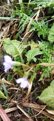 Primula tanneri