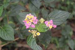 Lantana camara image