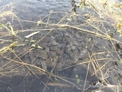 Bufo gargarizans