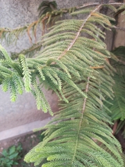 Eutacta