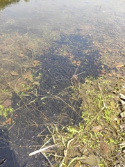 Bufo gargarizans