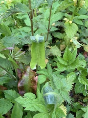 Asplenium scolopendrium