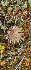 Carlina acaulis