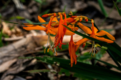 Crocosmia aurea aurea