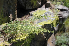 Galium coriaceum