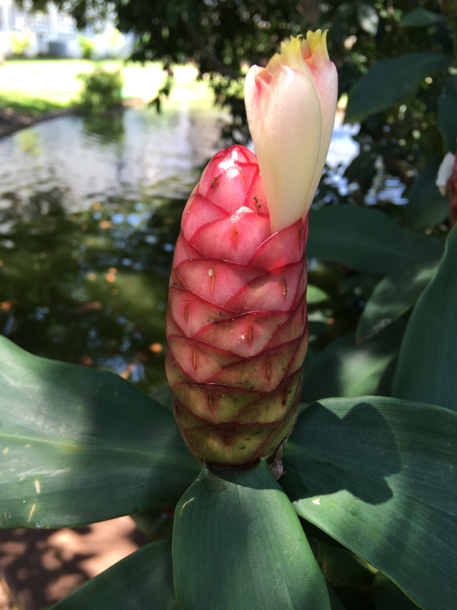 Cana-do-brejo (Costus spiralis) · BioDiversity4All