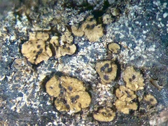Acarospora smaragdula image