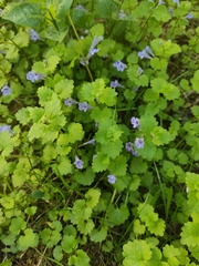 Glechoma hederacea