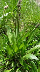 Plantago lanceolata