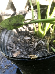 Osteopilus septentrionalis