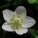 Marsh Grass-of-Parnassus - Photo (c) Alenka Mihoric, some rights reserved (CC BY-NC), uploaded by Alenka Mihoric