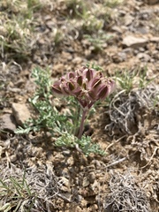 Vesper constancei