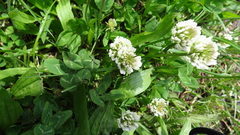 Trifolium repens