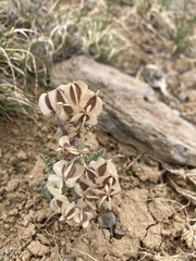 Vesper constancei