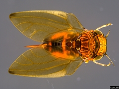 Phyllolyma rufa