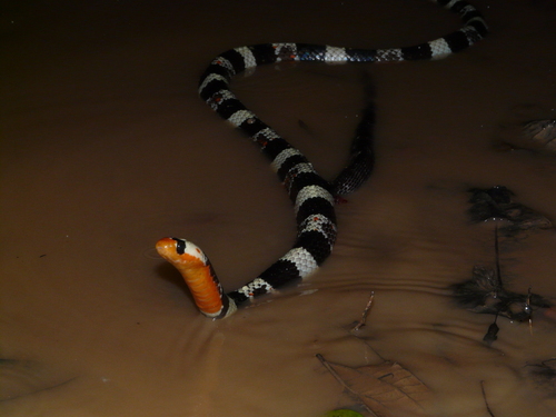 Aesculapian False Coral Snake, Erythrolamprus aesculapii