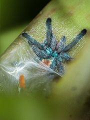 Pachistopelma rufonigrum