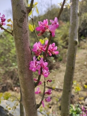 Cercis chinensis