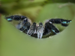 Pachistopelma rufonigrum