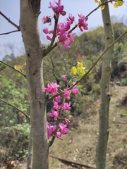 Cercis chinensis