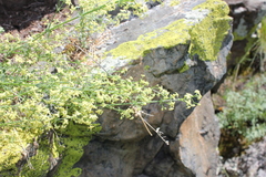 Galium coriaceum