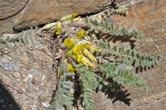 Astragalus exscapus