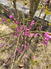 Cercis chinensis