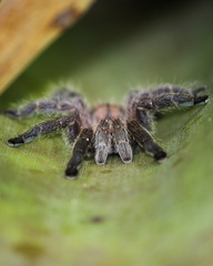 Pachistopelma rufonigrum